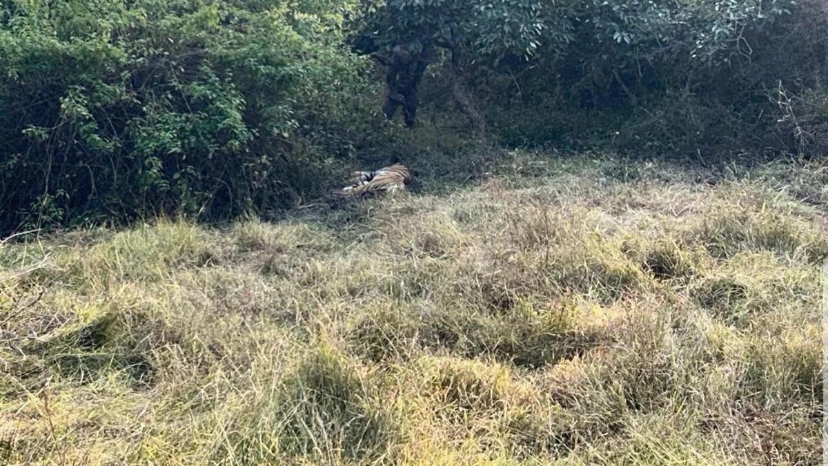 mysterious death of tiger cub in bandhavgarh tiger reserve madhya pradesh