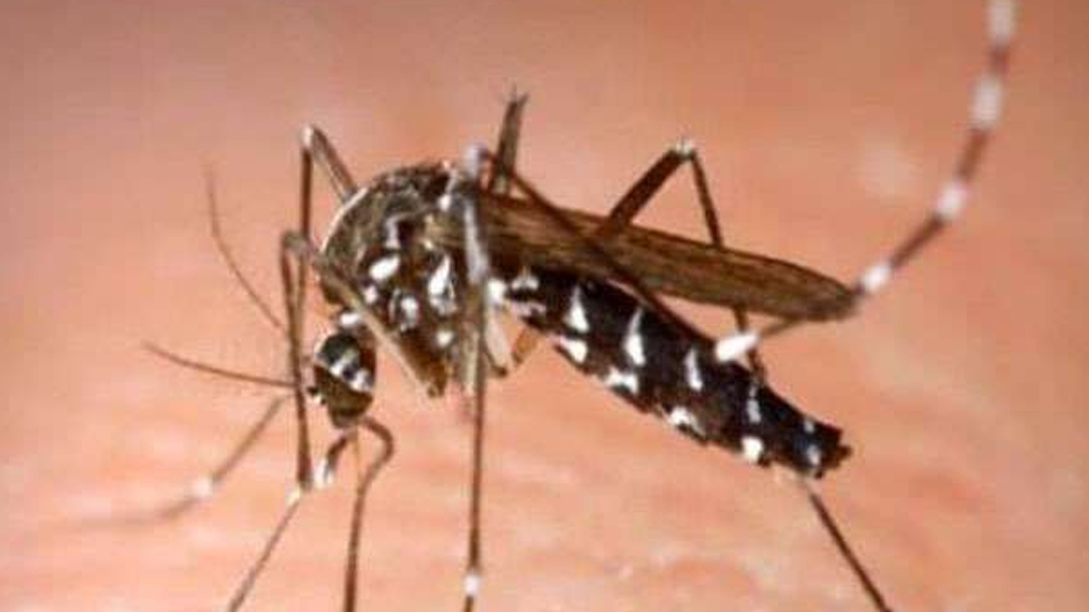 dengue outbreak 10 test positive at nmch patna includes children young adults