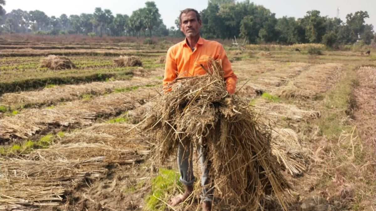 gaya farmers demand compensation for damaged paddy crop