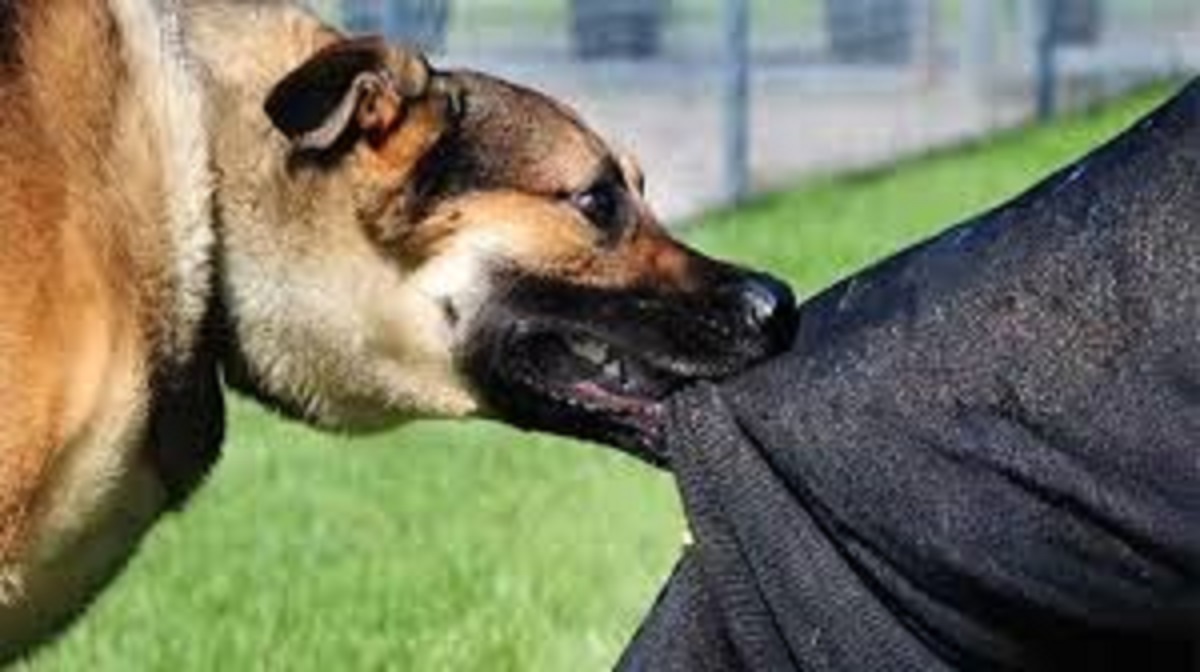 dog response team exists but new animal birth control center not operational in meerut