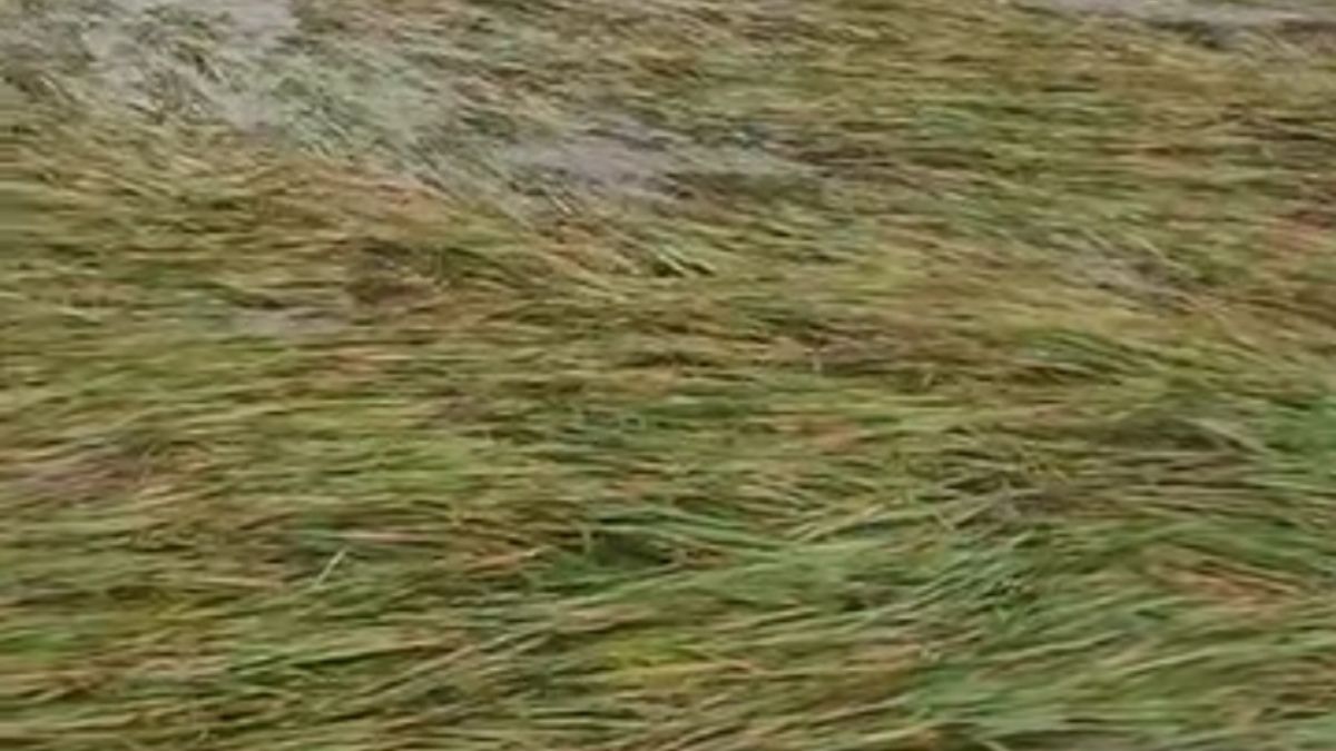 crop insurance benefit limited to few farmers in rampur karkhana