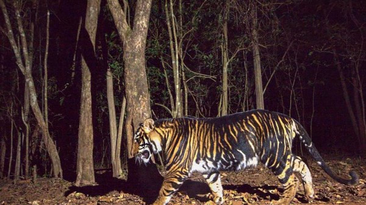 odisha to get world first black tiger safari supreme court approves