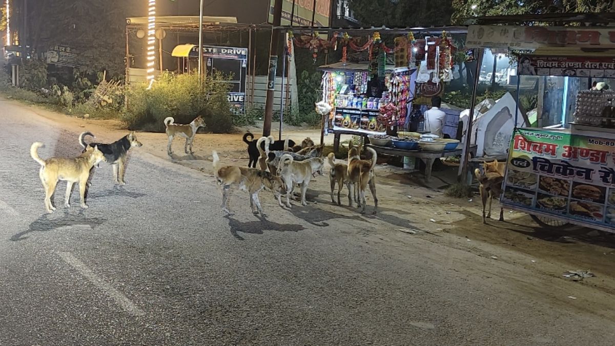 stray dog menace in nabinagar residents fear attacks hospital cases rise