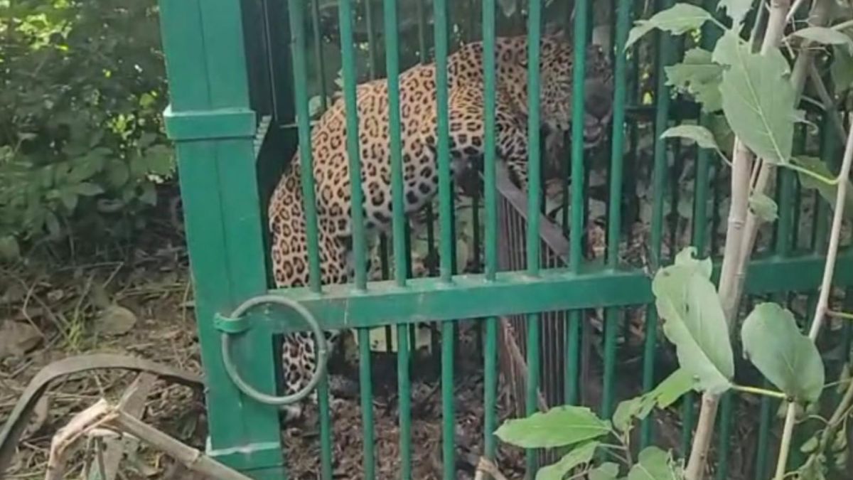a leopard was caught in a cage in pauri