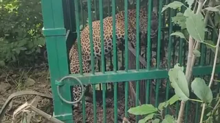 पिंजरे में पकड़ा गया गुलदार। फाइल