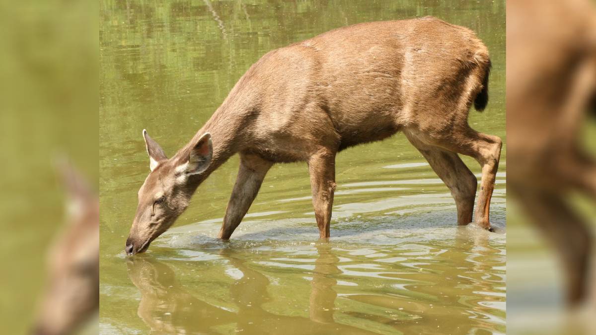 female sambar dies after collision with glass in nangal wildlife safety concerns