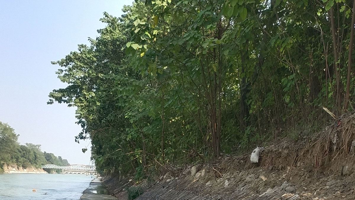 preparations to axe 870 trees in haridwar