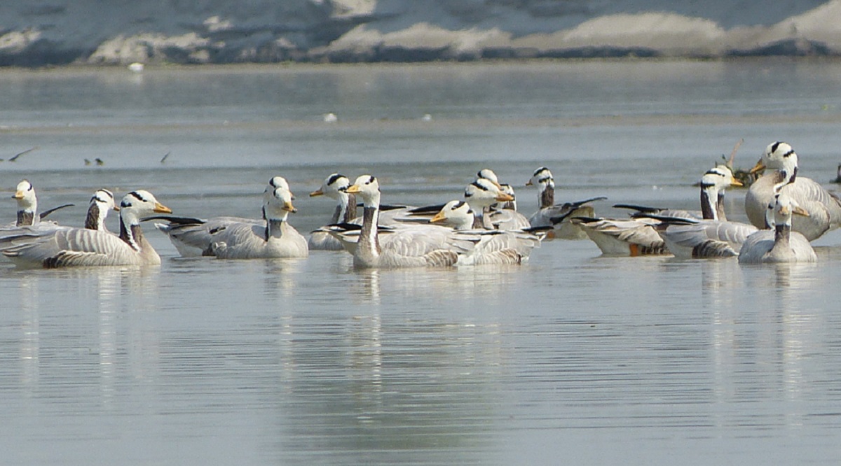 rare bird sightings in hastinapur wetlands