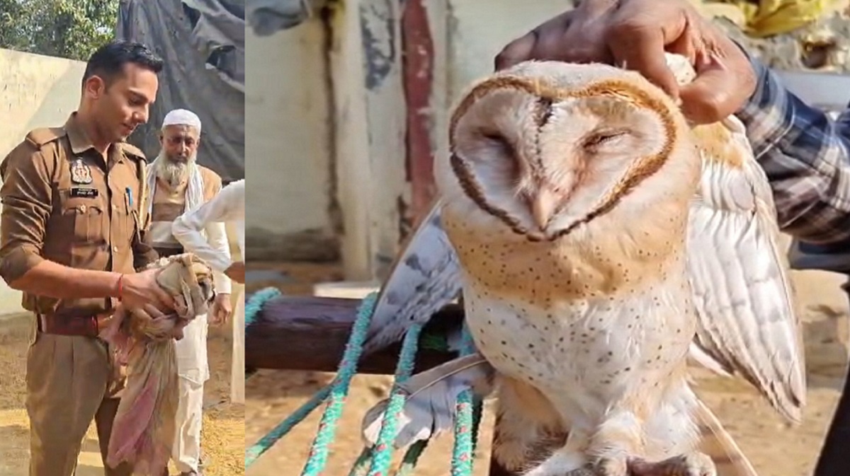 rare barn owl found in up village heartshaped face white color