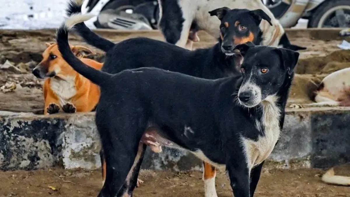 in chhattisgarh teachers now keep an eye on stray dogs while teaching children