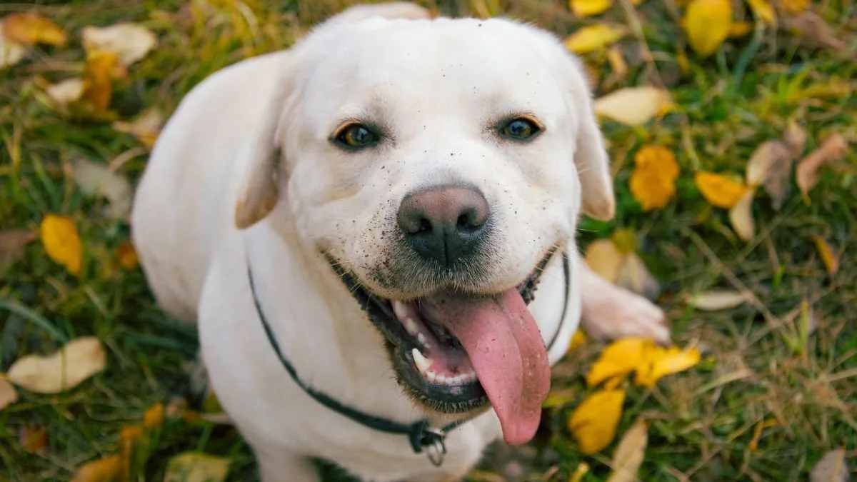 dog lost from beach found 1500 km away in china