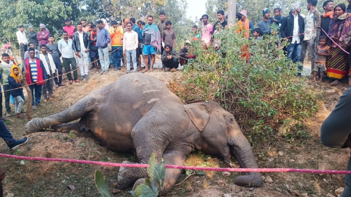 elephant death in jharkhand electrocution incident at power pole