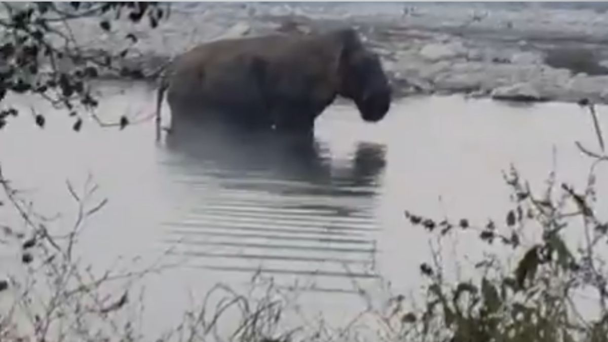 elephant attacks elderly man in lachhiwala