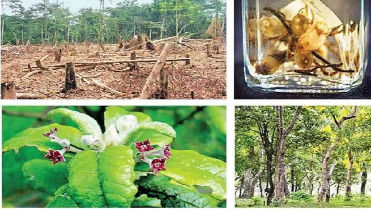 jharkhand biodiversity central aid for conservation and digital database