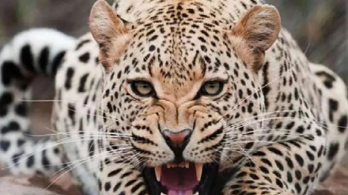 leopard attacks 19 year old woman in rajouri hospitalized in a bloody condition