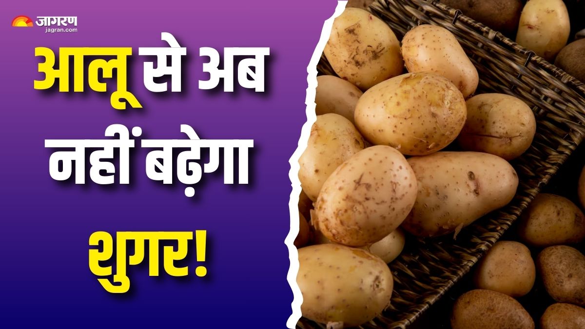 potatoes will no longer increase sugar levels control uric acid levels and help reduce obesity