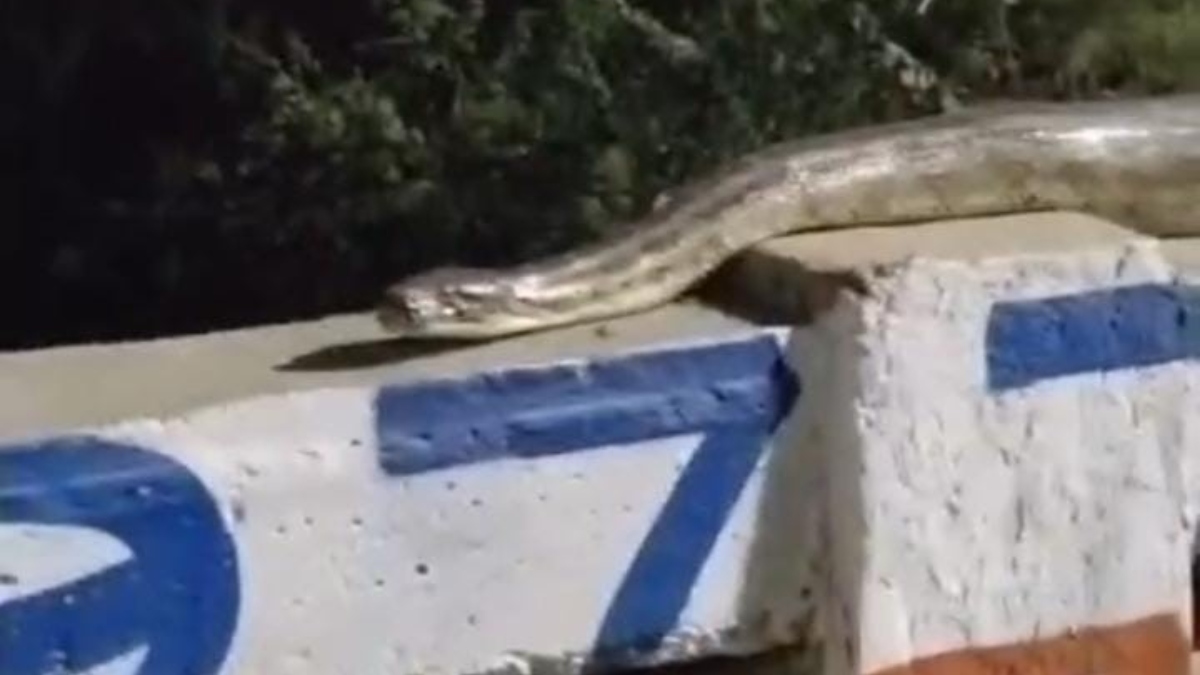 faridabad python spotted on bridge railing creates panic