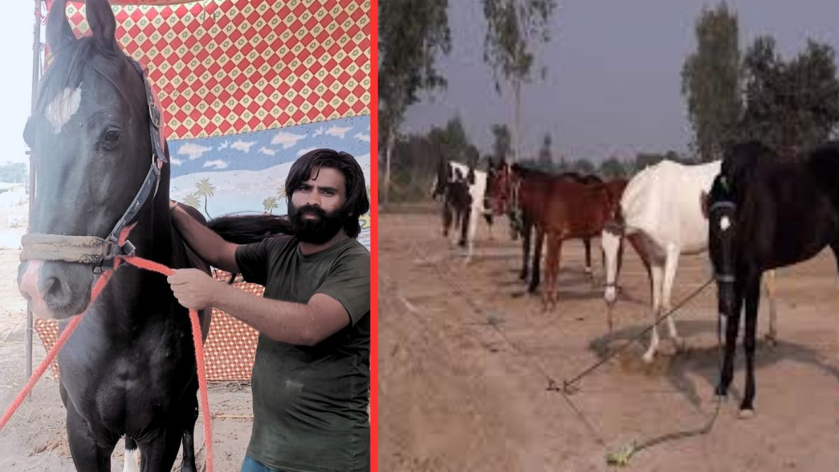 shivraj pashu mela horses worth 58 lakh sold traders arrive