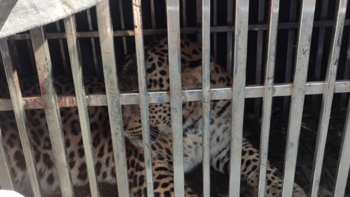 man eating leopard caught in mangoli village of lohaghat