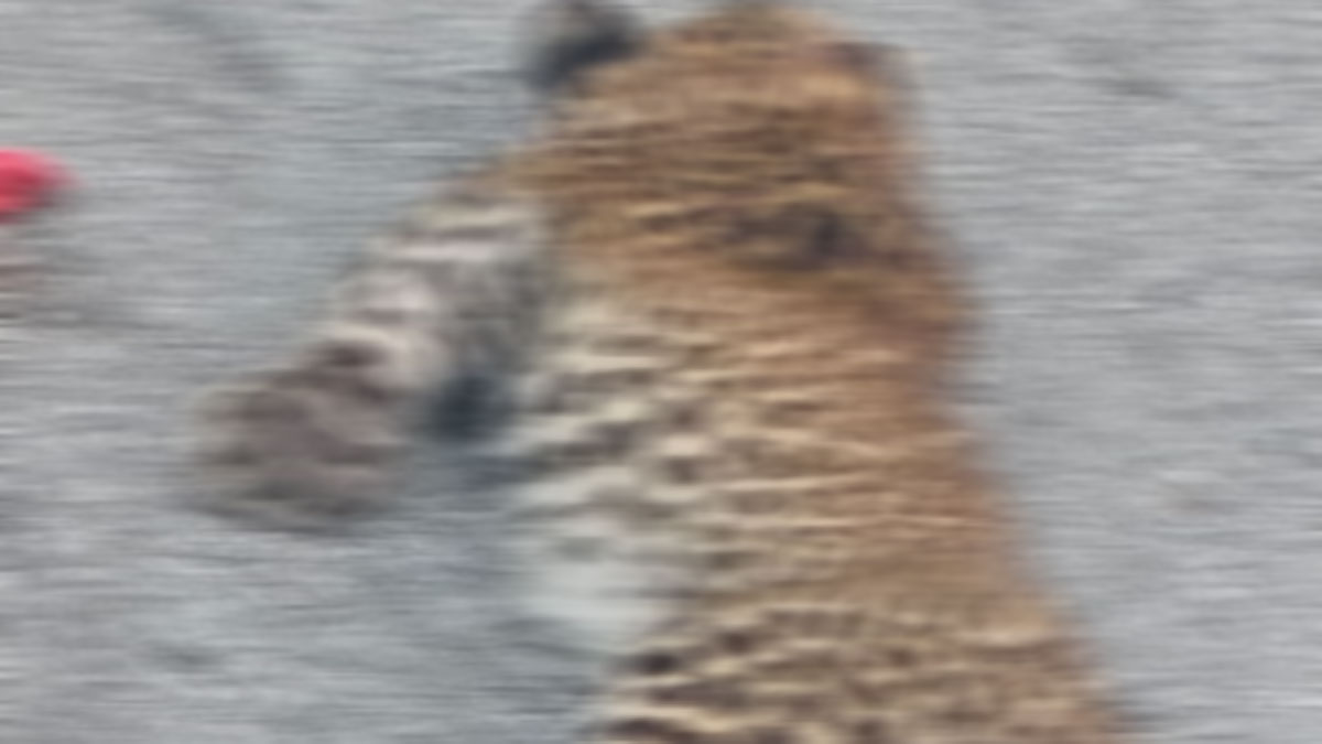 cub dies after being hit by a vehicle on the tanakpur pithoragarh highway