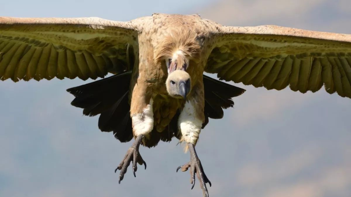 jamui to host india 6th vulture conservation center in nagi pond