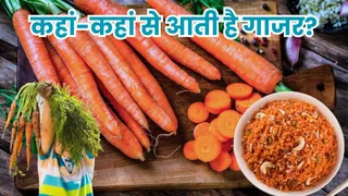 भारत में काफी बड़े पैमाने पर होता है गाजर का उत्पादन