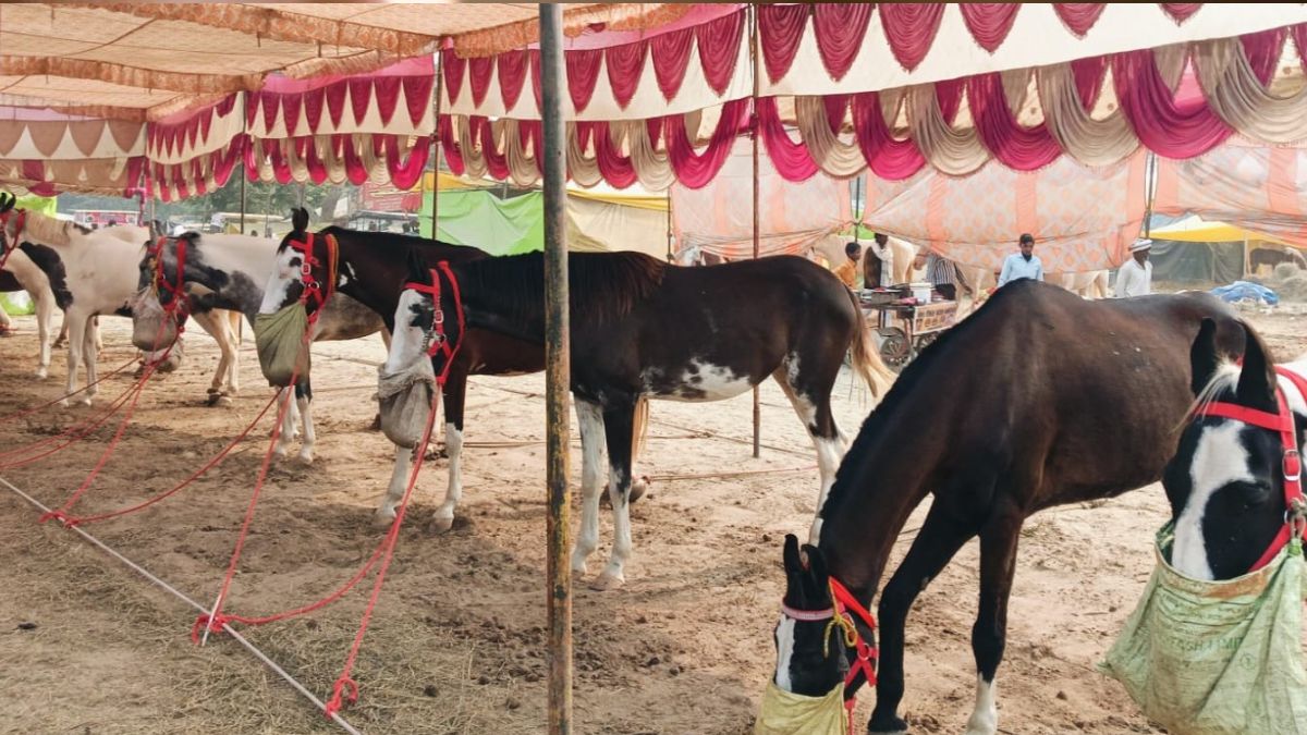 traders from punjab rajasthan mp haryana and bihar arrived at the margashirsha mela