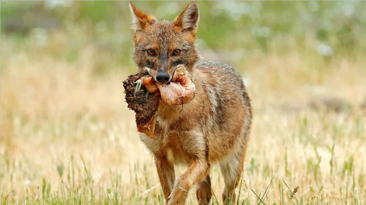 zoo escape one jackal captured search continues for three in delhi zoo