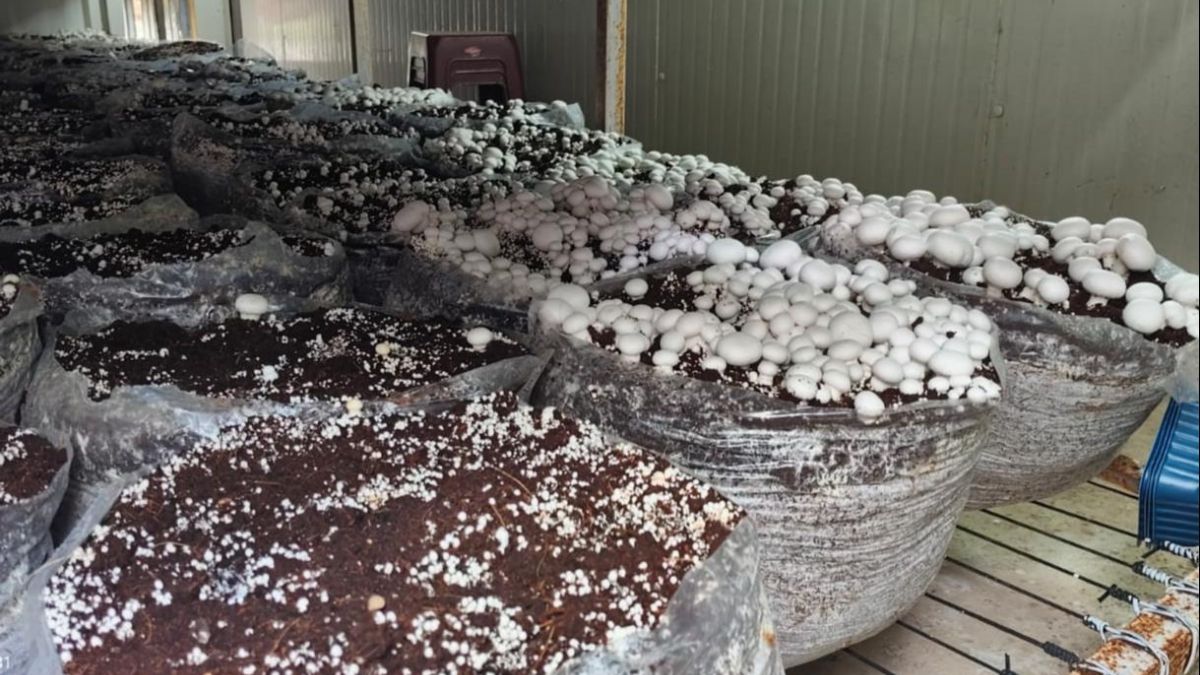 mushroom farming in gaya transforming farmers lives