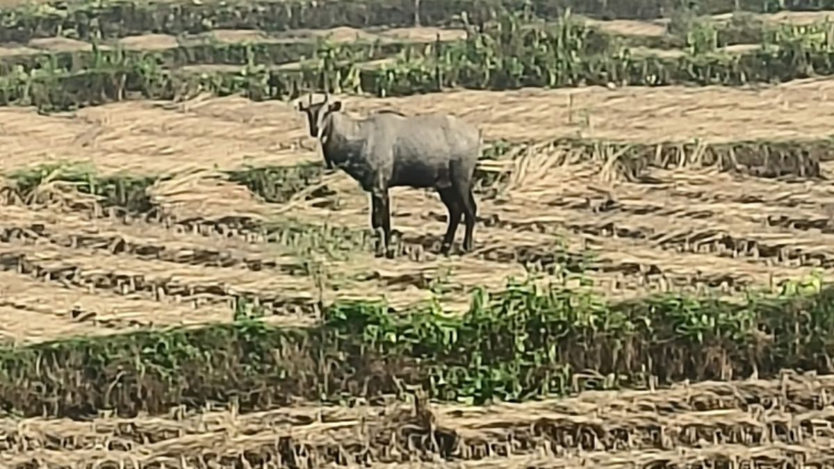 nilgai herds destroy banana and paddy crops farmers seek government aid