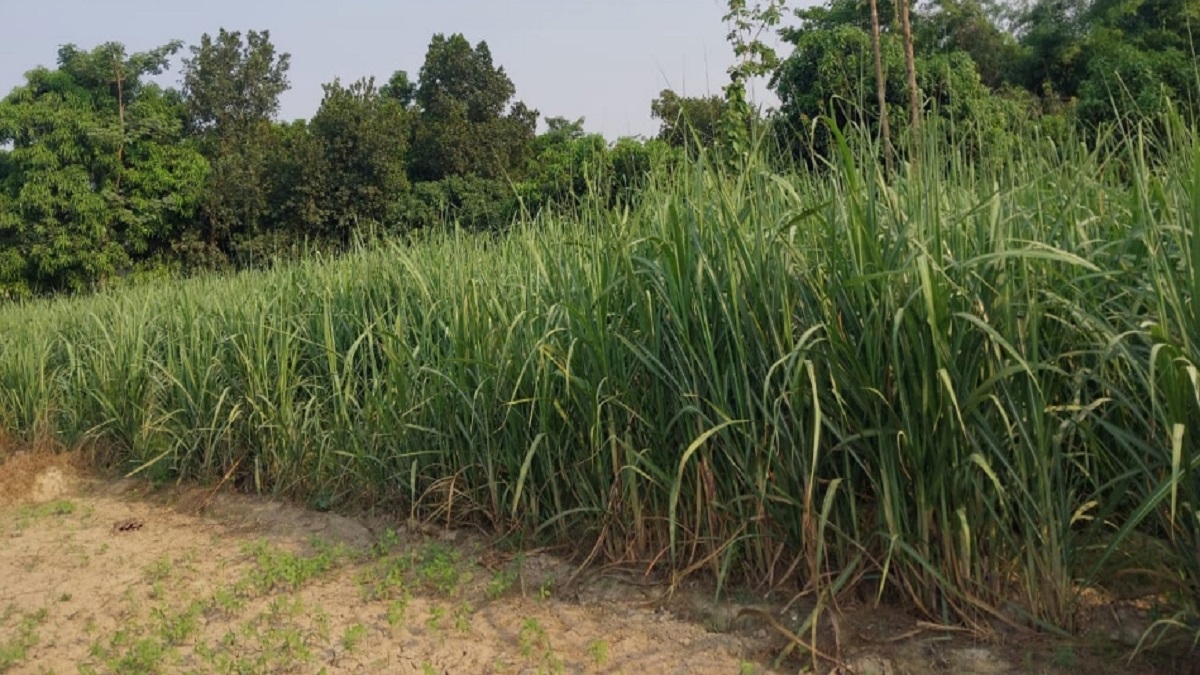 eekh mitra app empowering bihar sugarcane farmers with digital access