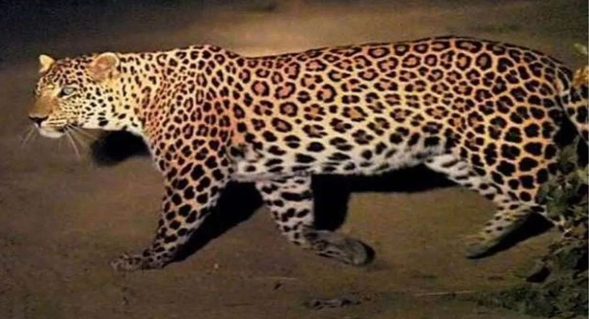 leopard falls into well in shahjahanpur rescue operation underway