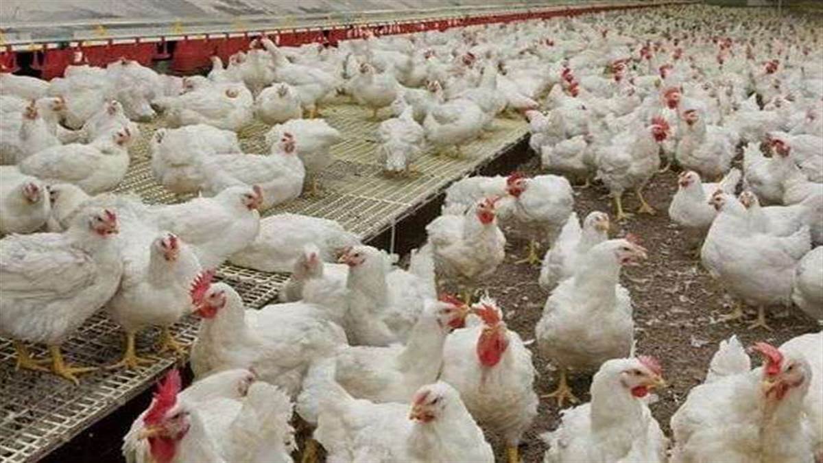 meat trader attacked for raising chickens in meerut