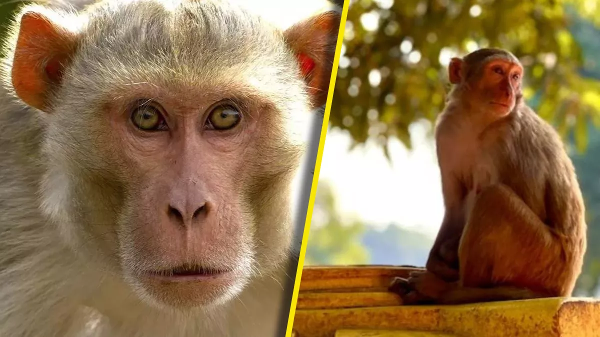 girl dies after monkey attack in bulandshahr