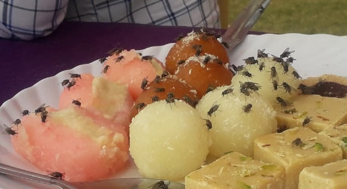 haryana fly infestation scares people away from weddings in barwala