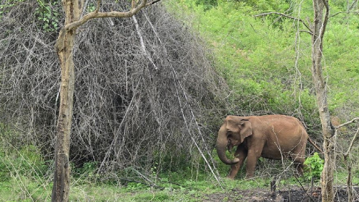 elephant attack in giridih two killed in jharkhand