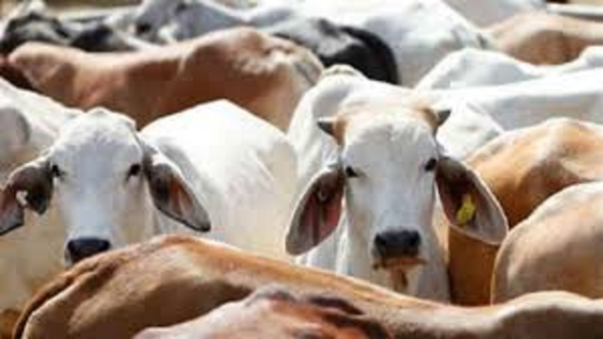 negligence in prayagraj gaushalas leads to recommendation for suspension of two village secretaries