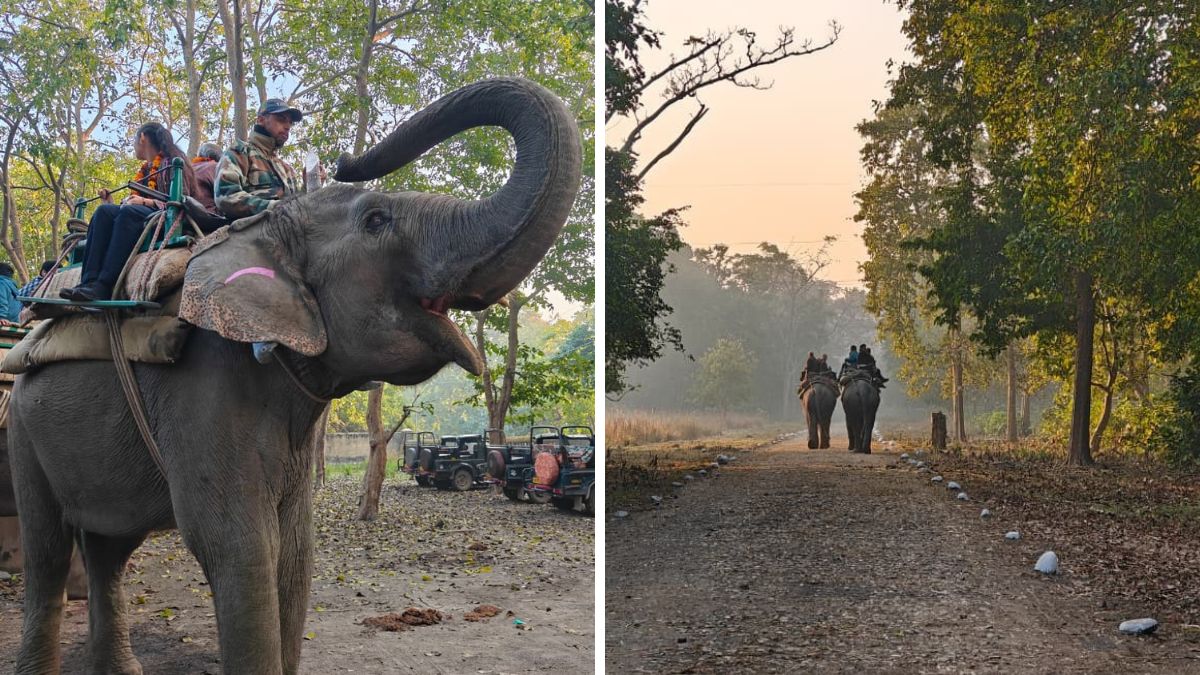 elephant safari resumes at rajaji tiger reserve