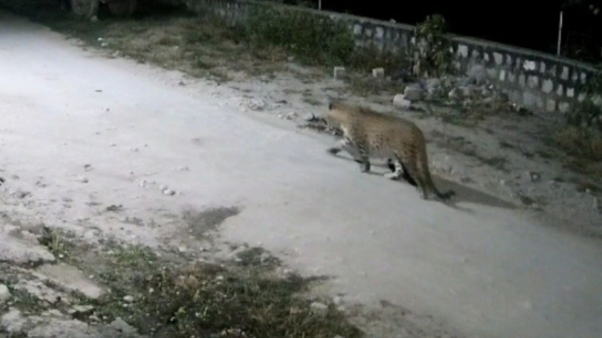 leopard enters house to hunt dogs captured on cctv in raiwala