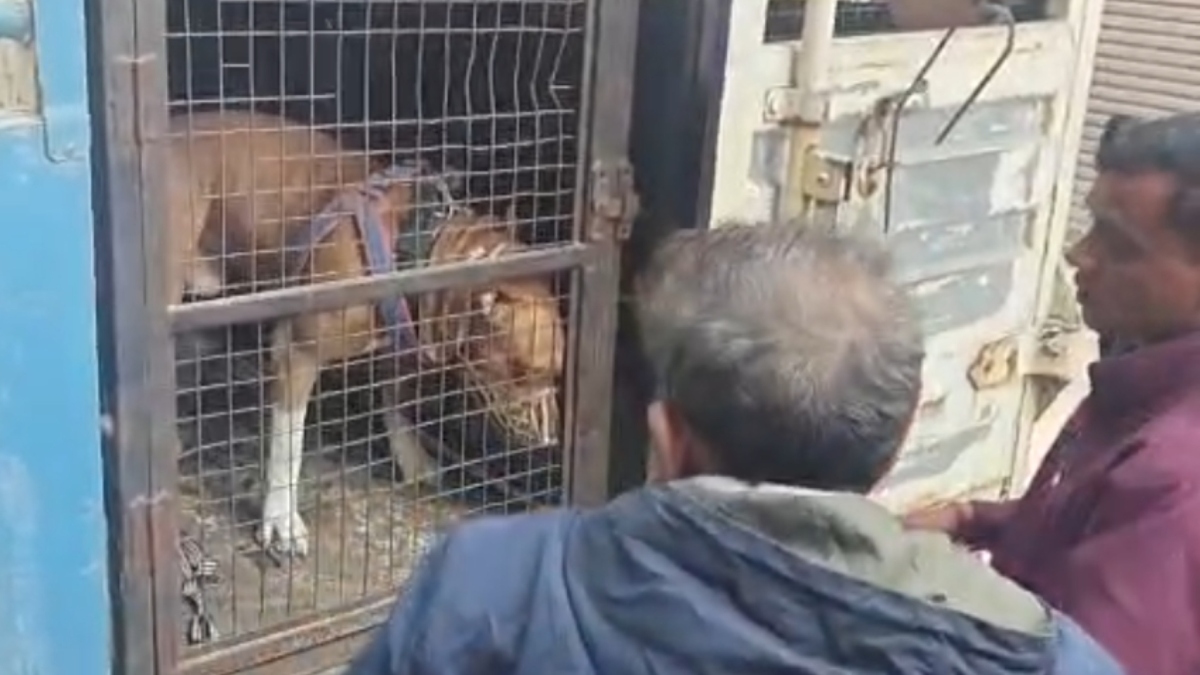 pitbull ban in delhi mcd awaits incident despite restrictions in neighboring cities