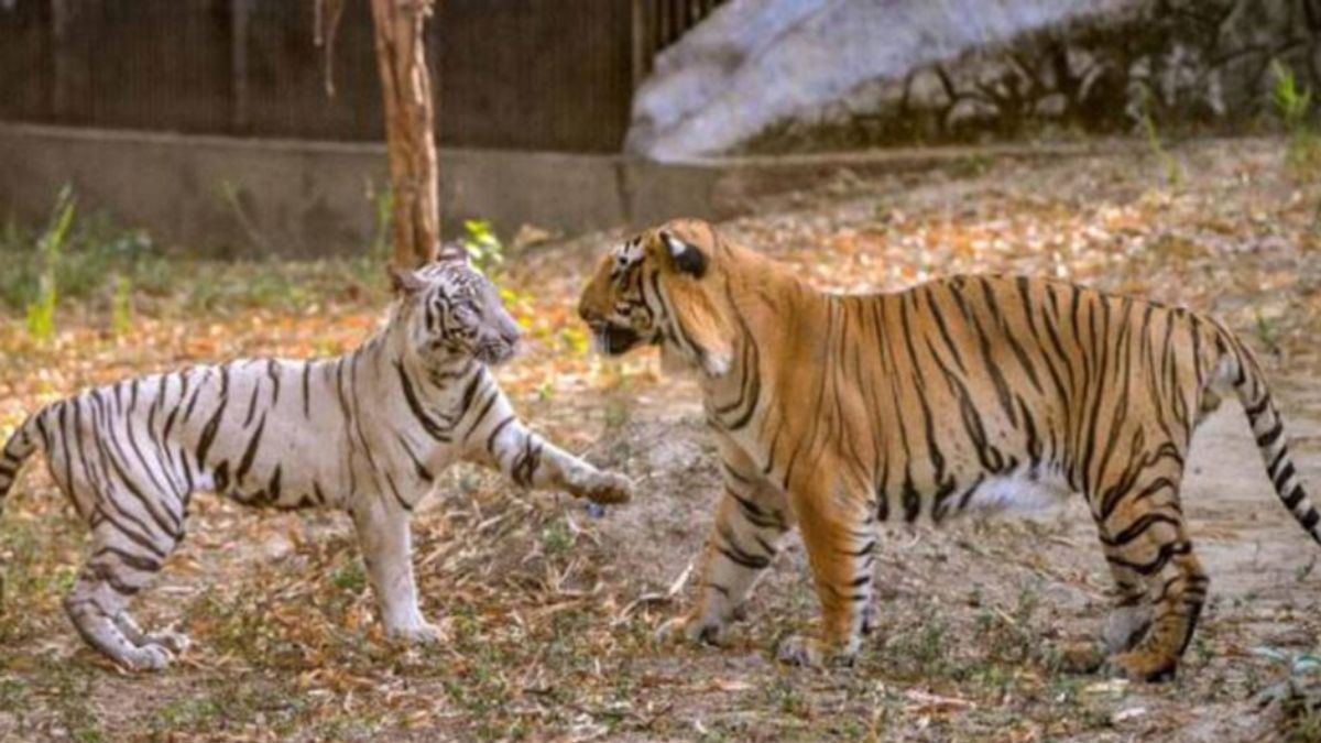 rajasthan tiger relocation boosting genetic diversity