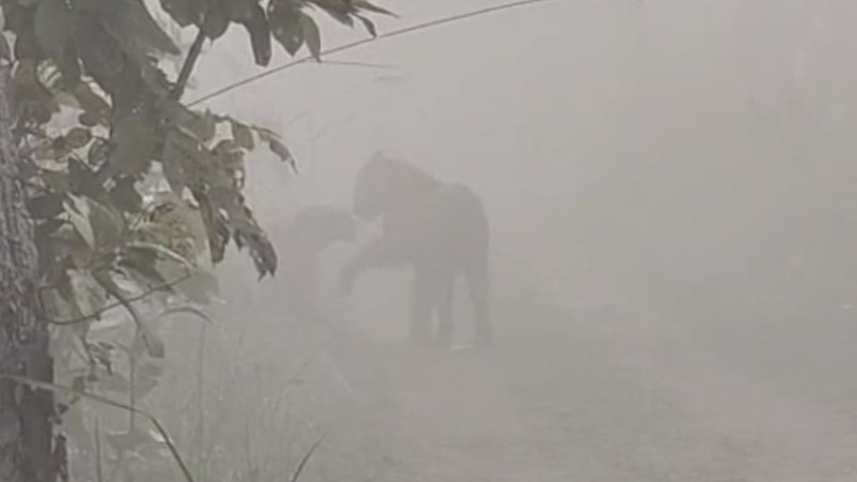 pilibhittigerreserveromantictigerwoostigressindensefogviralvideomahofforestsafari