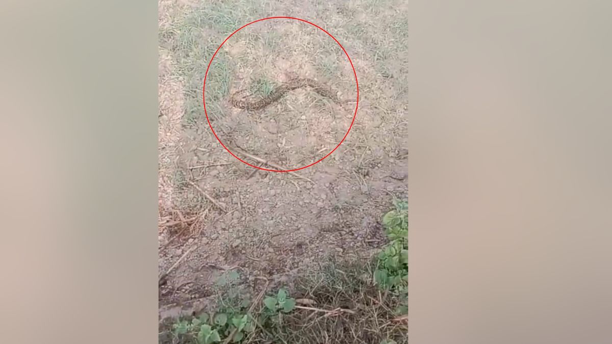python found in sugarcane field in pilibhit creates panic