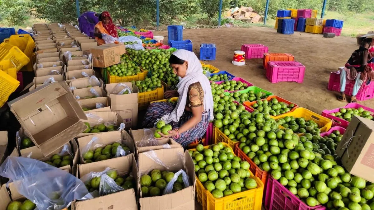 Bihar News: पहाड़ का सीना चीर लिखी हरियाली की कहानी, झारखंड तक पहुंच रही अमरूद की खुशबू 
