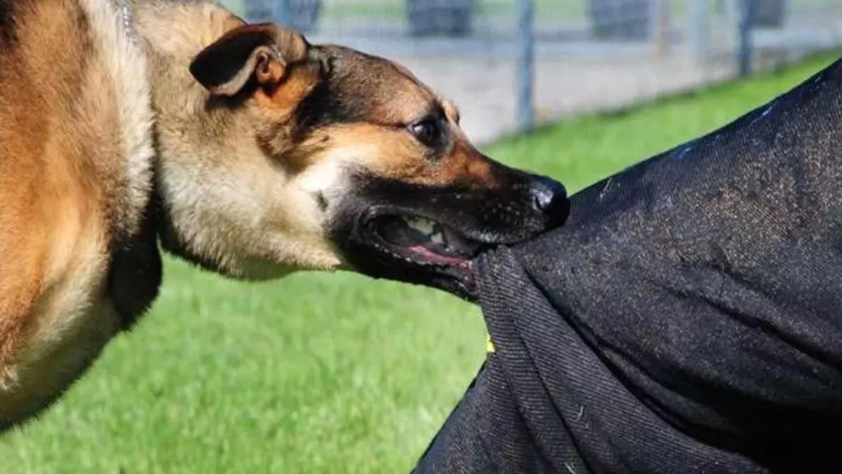 teachers will be deployed in darbhanga to prevent stray dogs from entering the school premises