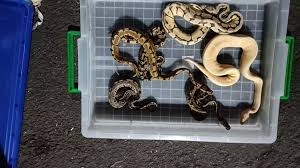 wildlife smuggling rajasthan traffickers arrested in govardhan for selling animal parts