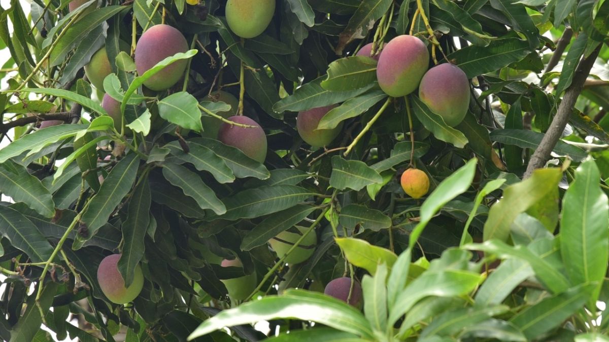 mango park will be built in 15 acre in lucknow 2000 plants of 108 varieties and digital museum planned