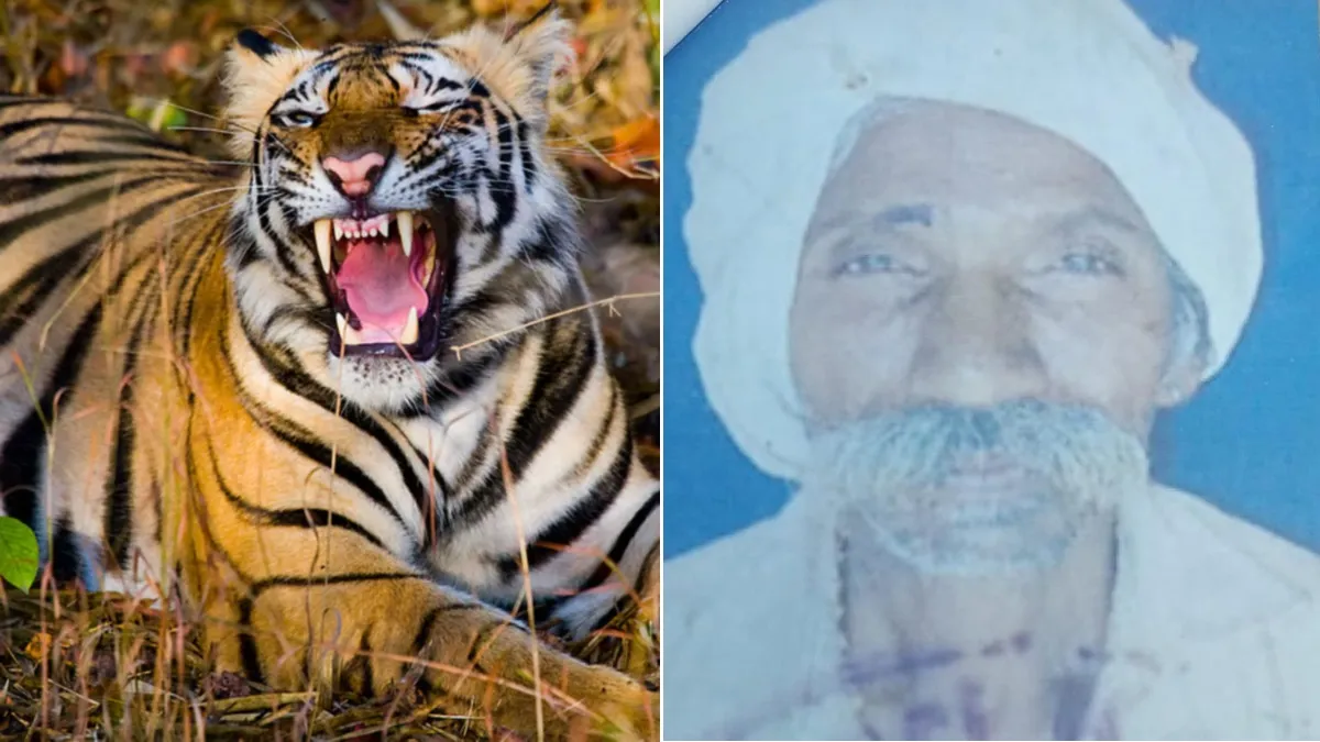 बालाघाट में आदमखोर बाघ का आतंक, चरवाहे बुजुर्ग को बनाया निवाला, खा गया आधा शरीर