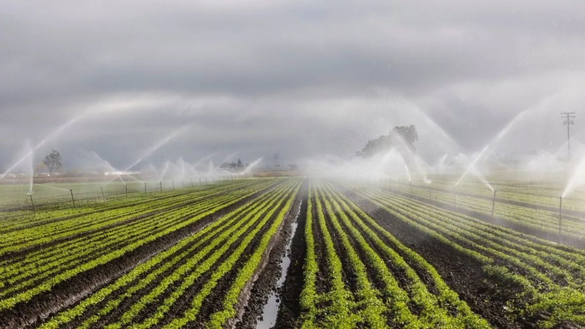 moradabadlagsamrohashinesdripirrigationschemecmdashboardreviewmicroirrigation
