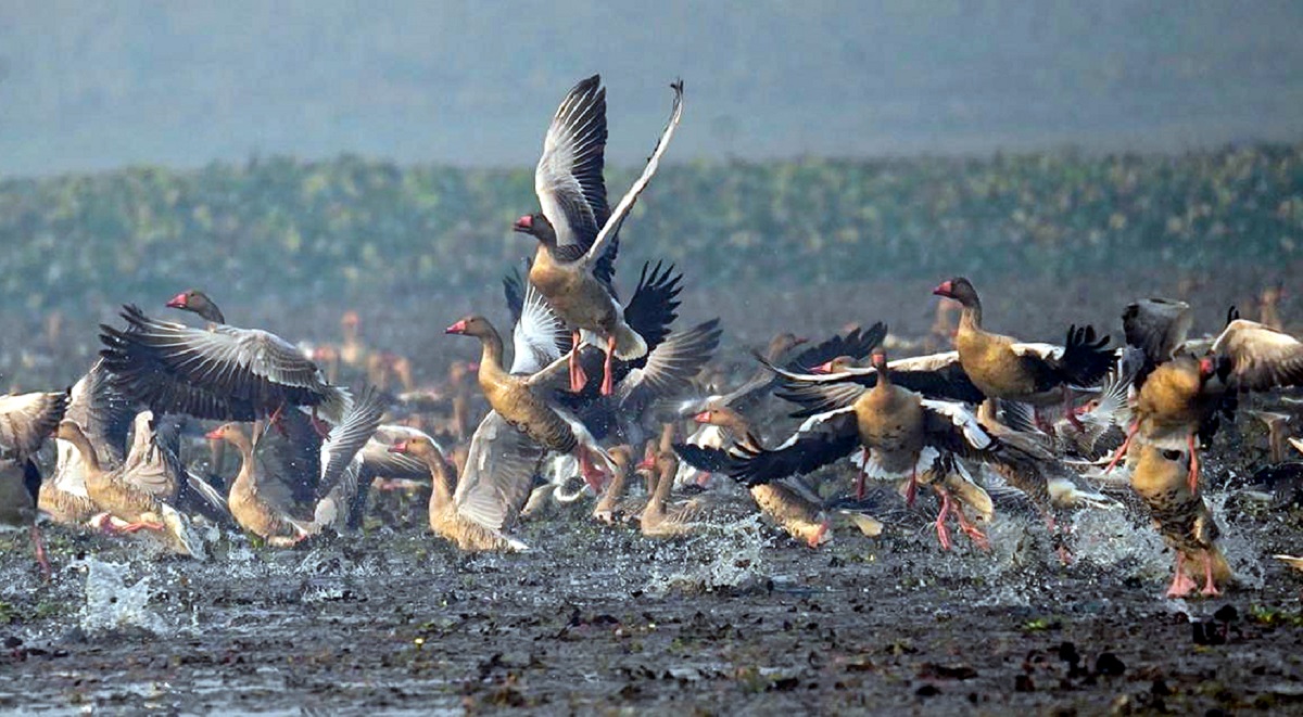 migratory birds flock to haiderpur lake a birdwatchers paradise